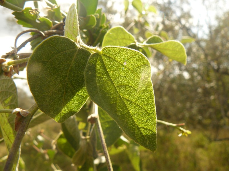 Vigna membranacea photo 4