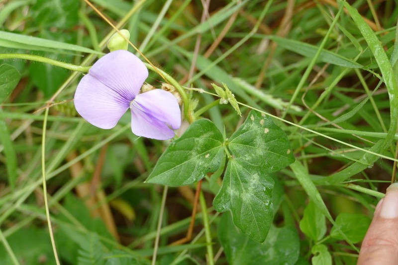 Vigna membranacea photo 5