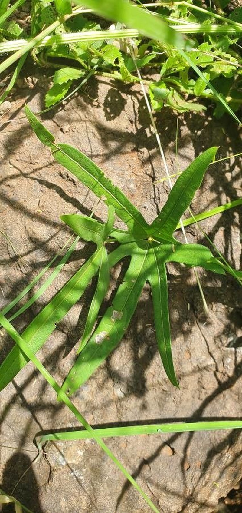 Vigna membranacea photo 6