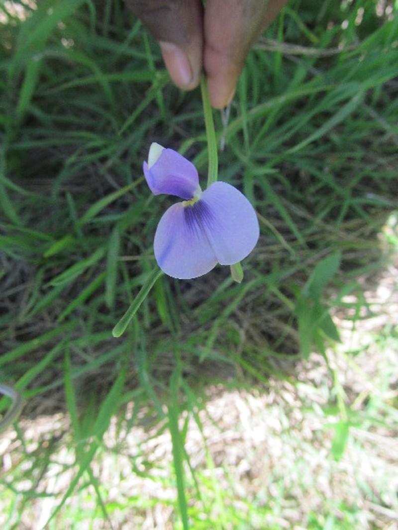 Vigna membranacea photo 7