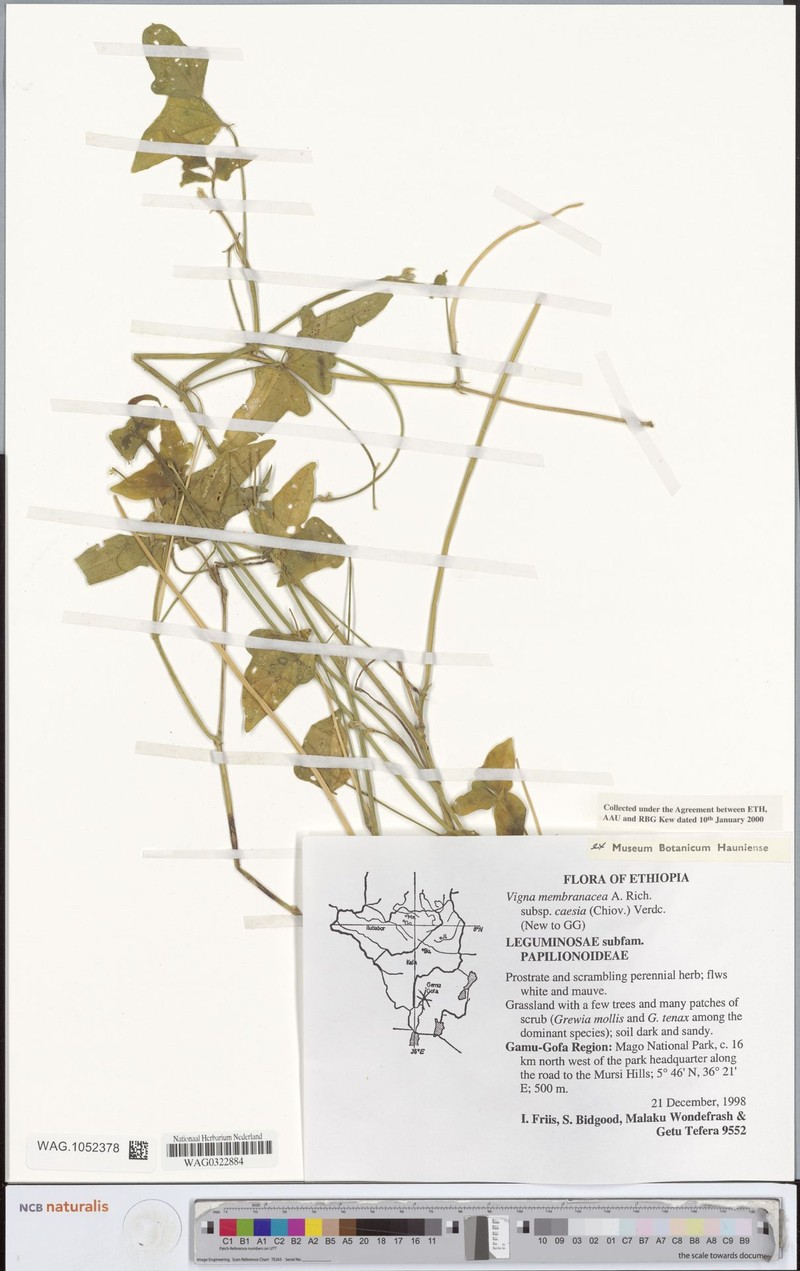 Vigna membranacea subsp. caesia