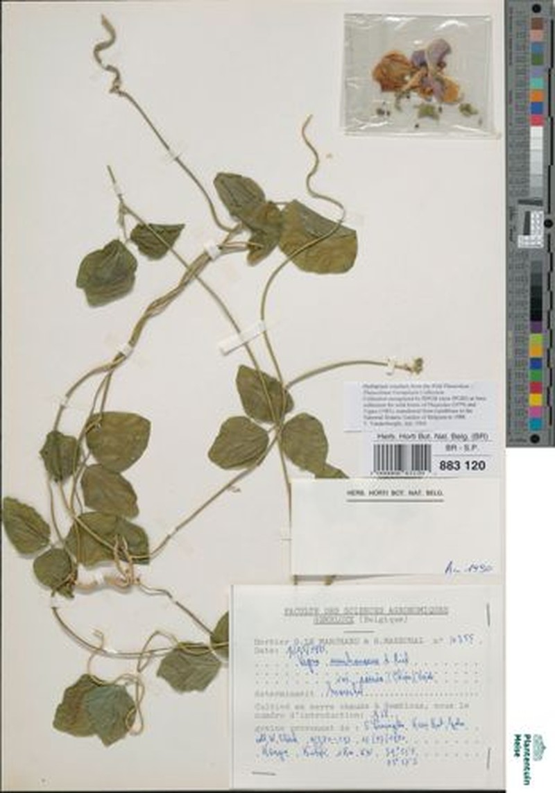 Vigna membranacea subsp. caesia photo 2