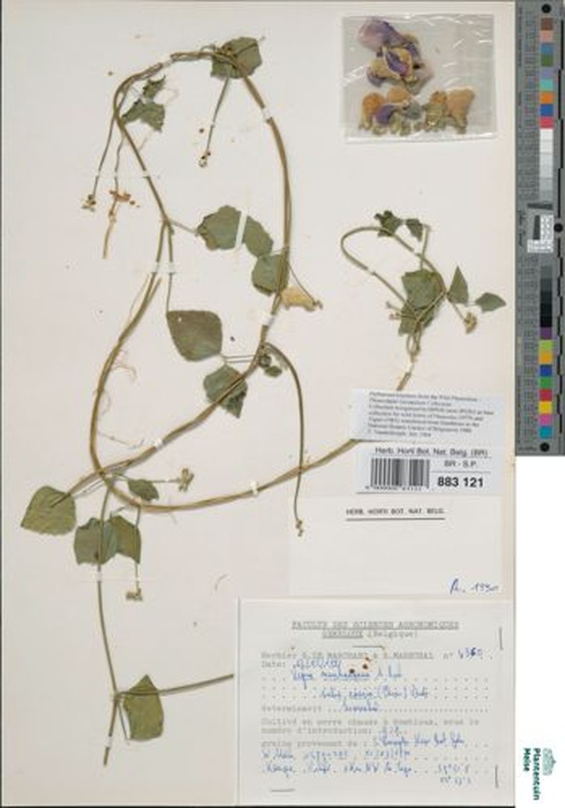 Vigna membranacea subsp. caesia photo 3