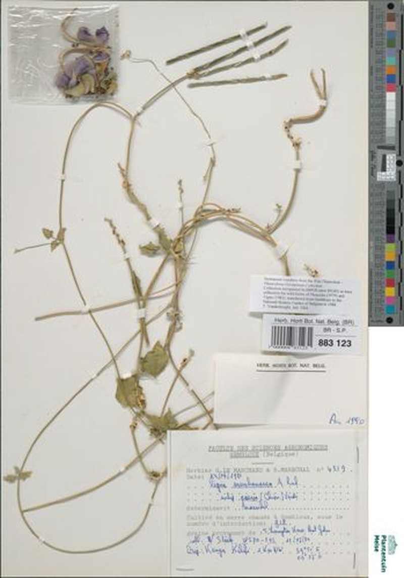Vigna membranacea subsp. caesia photo 4