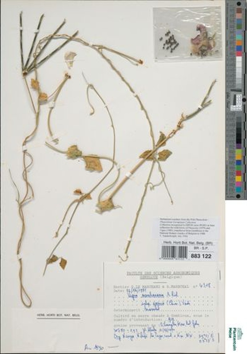 Vigna membranacea subsp. caesia photo 5