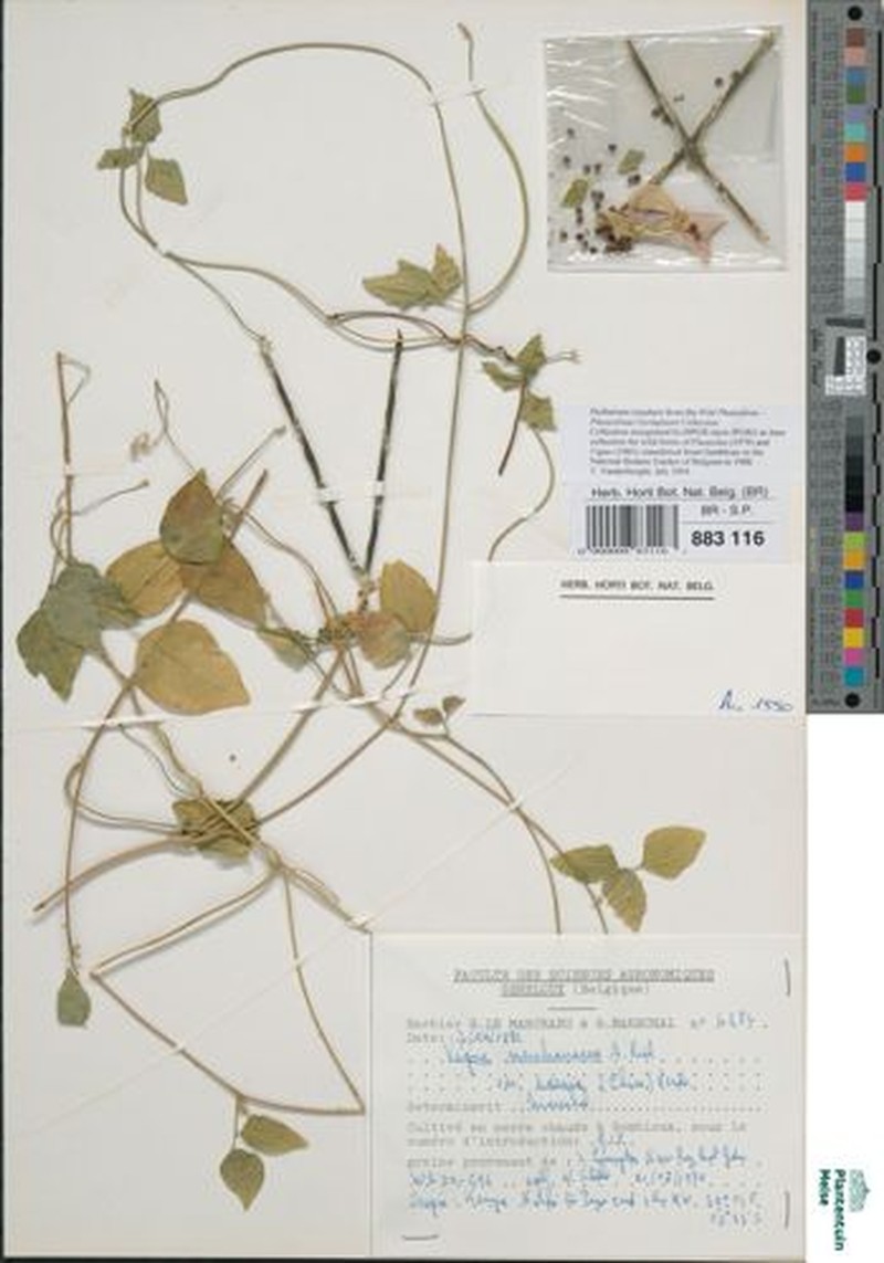 Vigna membranacea subsp. caesia photo 6