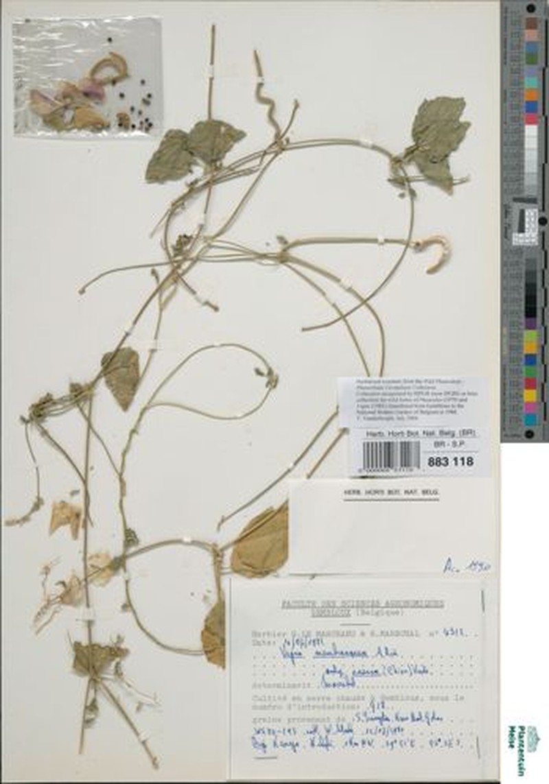 Vigna membranacea subsp. caesia photo 7