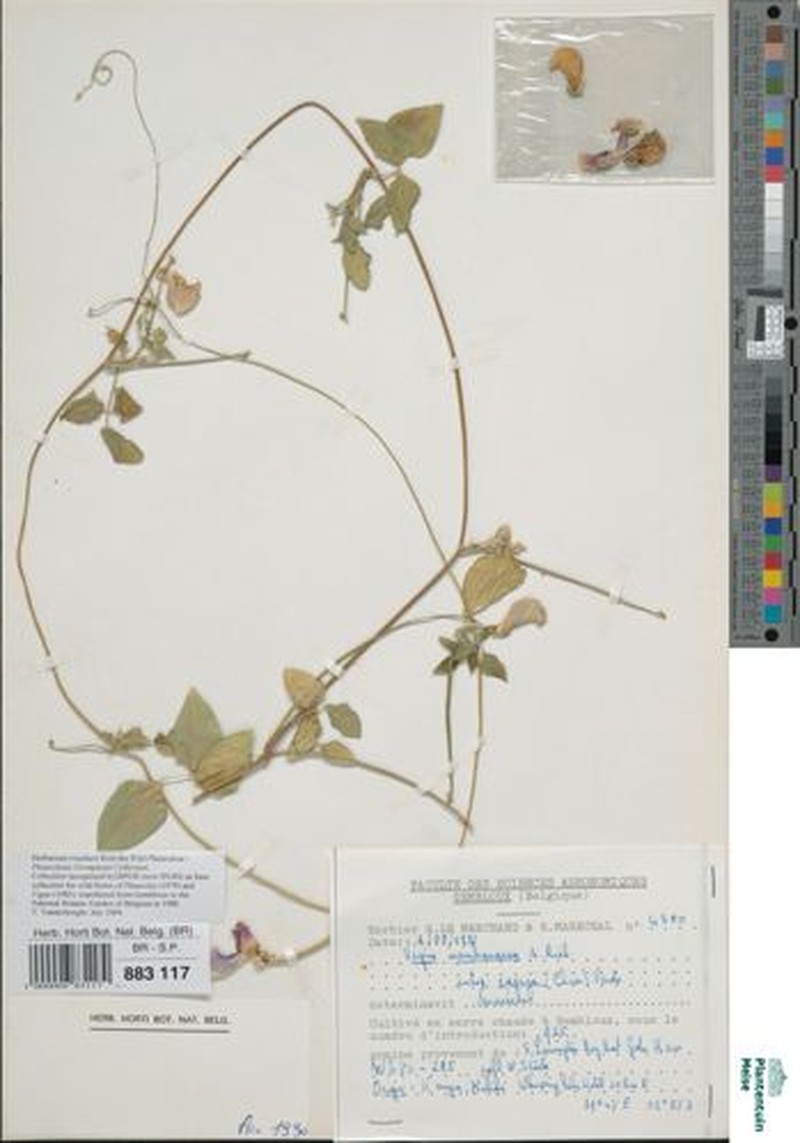 Vigna membranacea subsp. caesia photo 8
