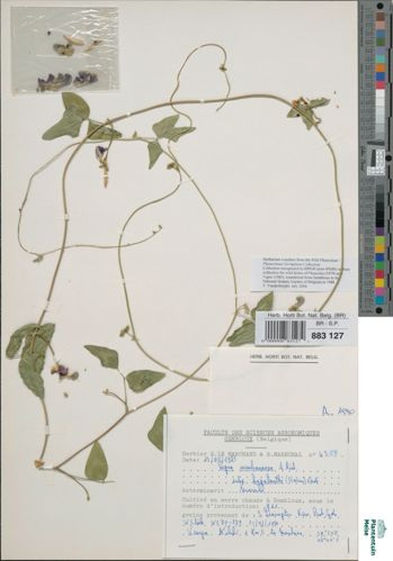 Vigna membranacea subsp. hapalantha