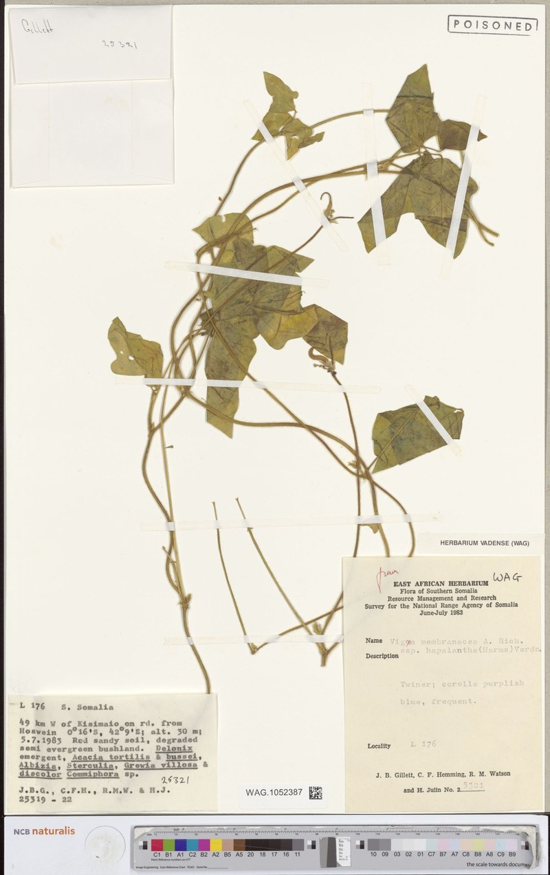 Vigna membranacea subsp. hapalantha photo 2