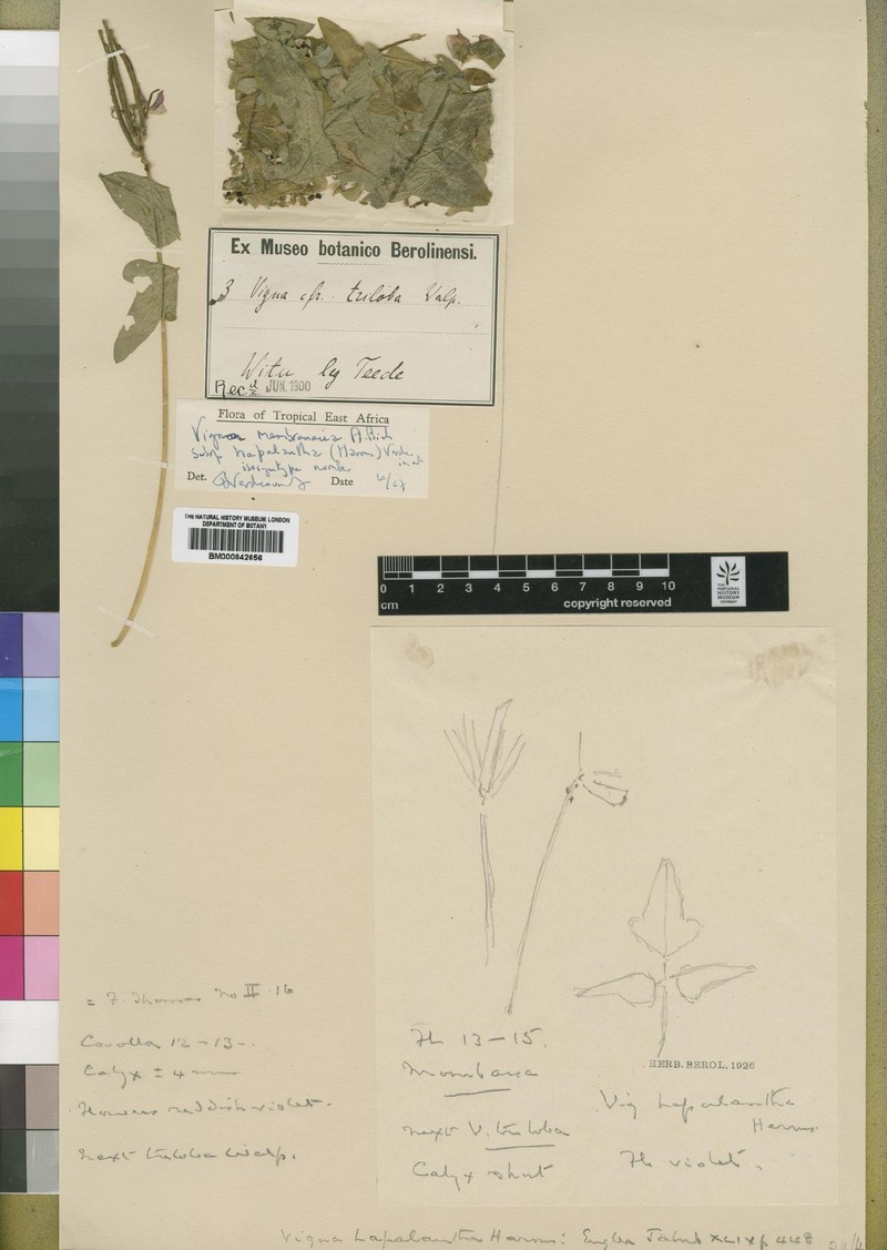 Vigna membranacea subsp. hapalantha photo 3