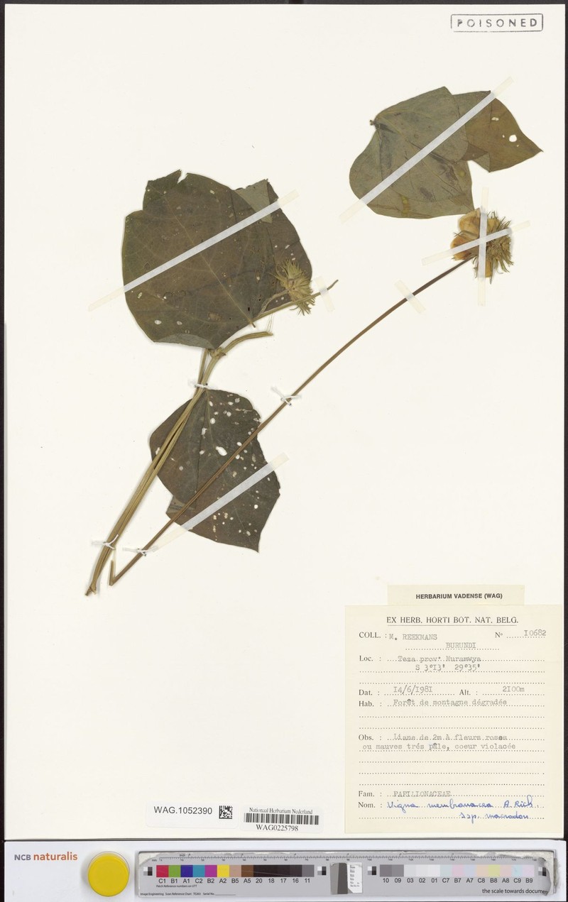 Vigna membranacea subsp. macrodon
