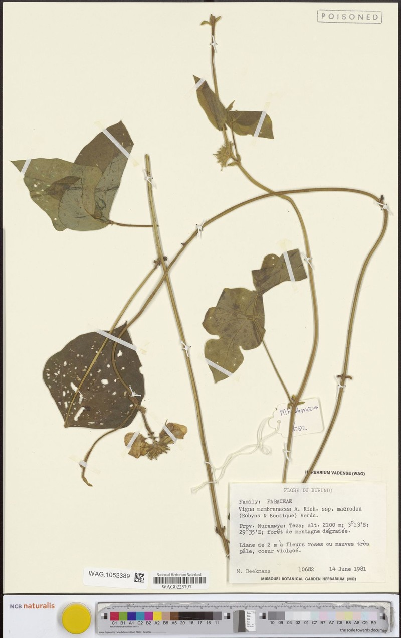Vigna membranacea subsp. macrodon photo 2