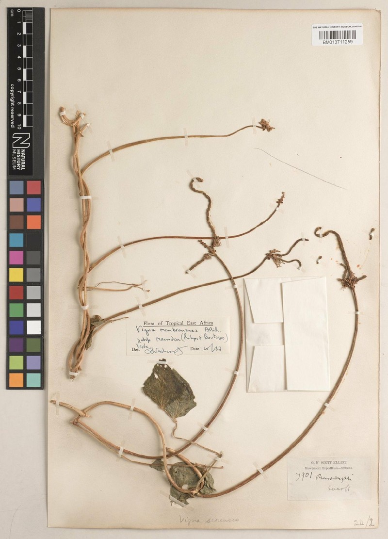 Vigna membranacea subsp. macrodon photo 4