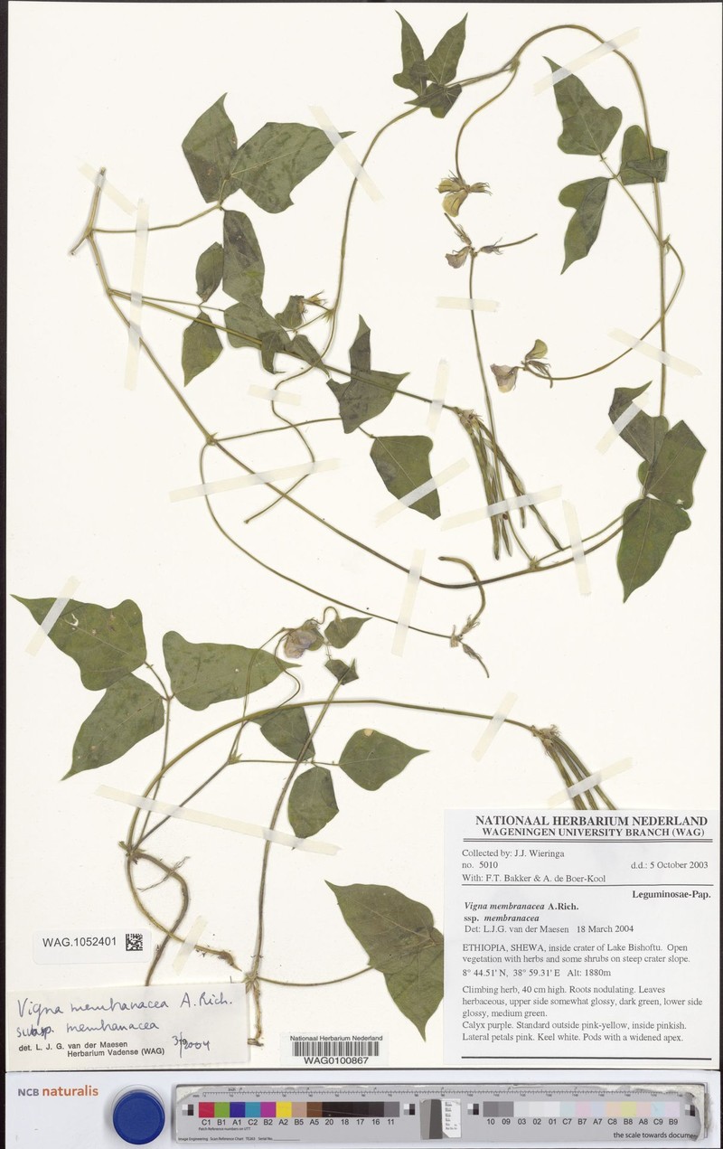 Vigna membranacea subsp. membranacea