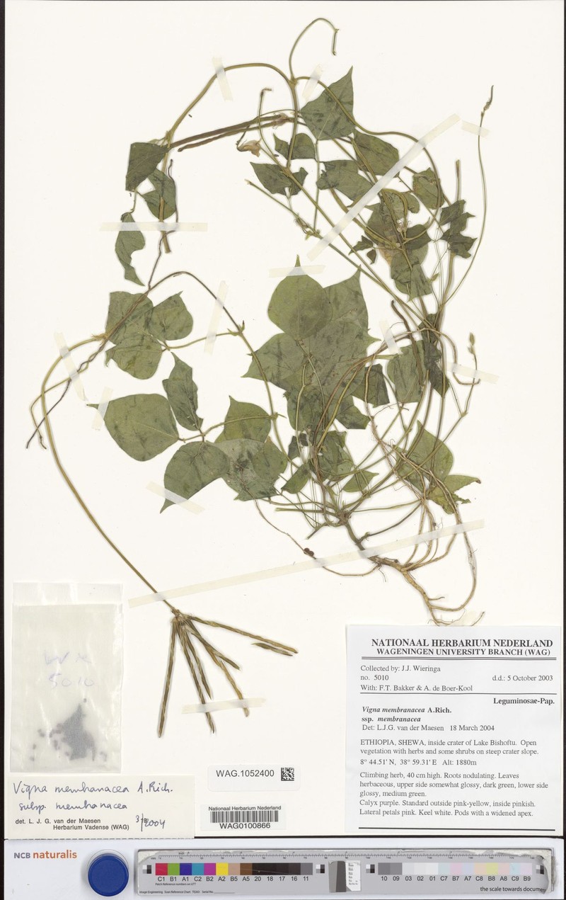 Vigna membranacea subsp. membranacea photo 2