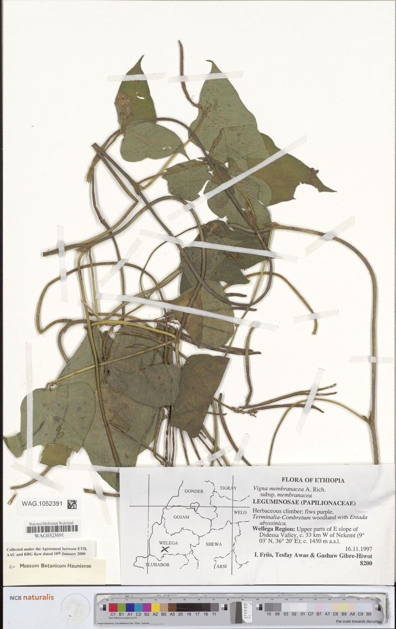 Vigna membranacea subsp. membranacea photo 3