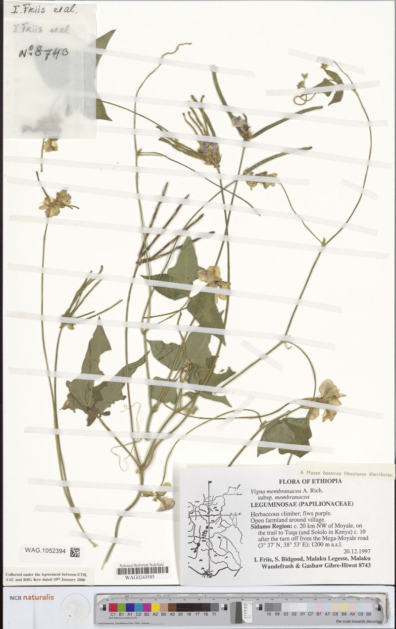 Vigna membranacea subsp. membranacea photo 5