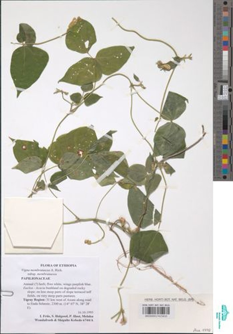 Vigna membranacea subsp. membranacea photo 6