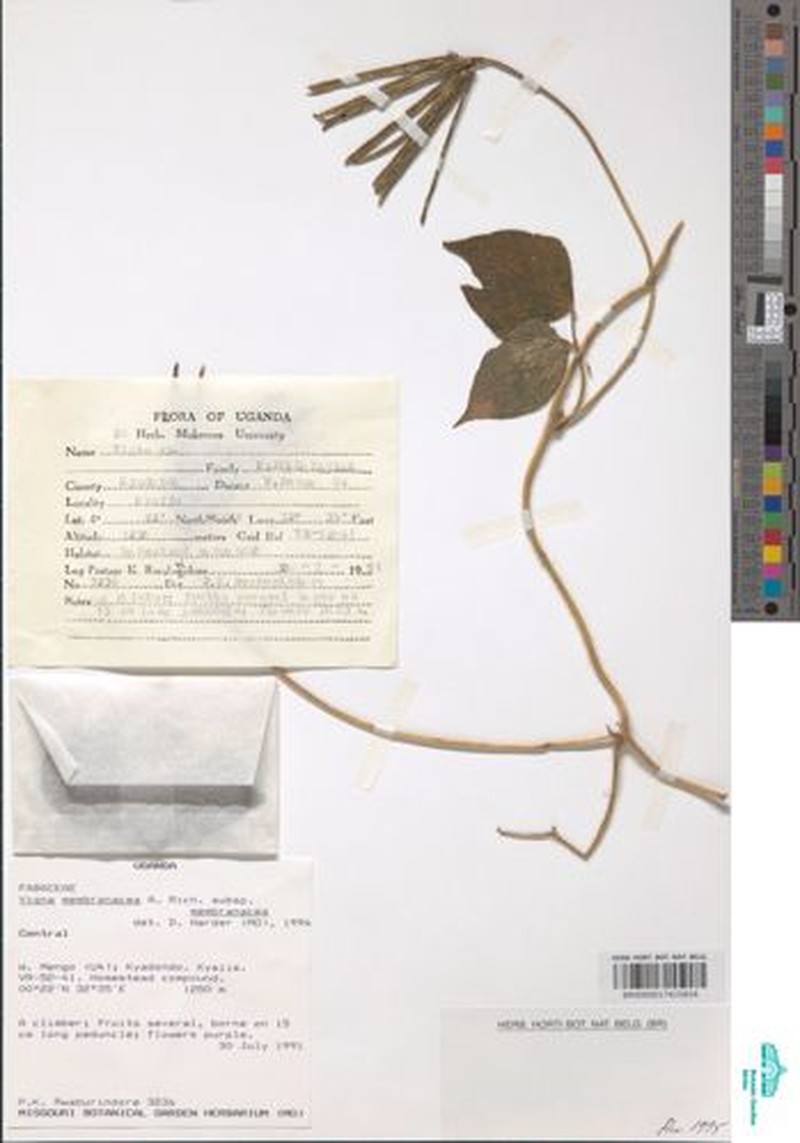 Vigna membranacea subsp. membranacea photo 7