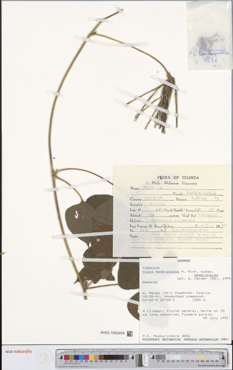 Vigna membranacea subsp. membranacea photo 8