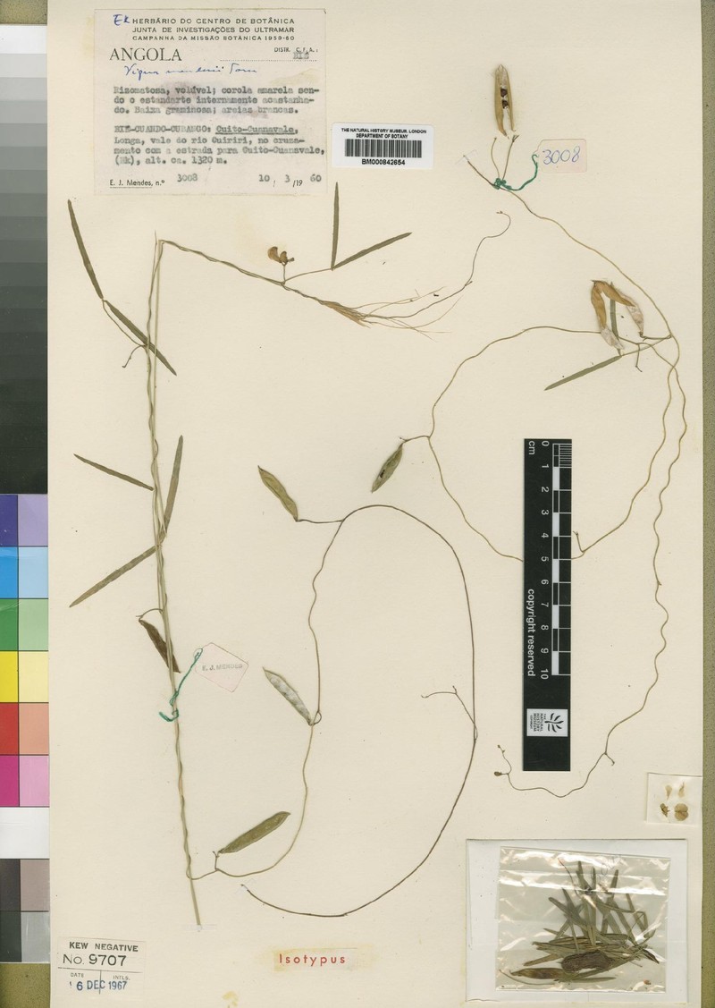 Vigna mendesii
