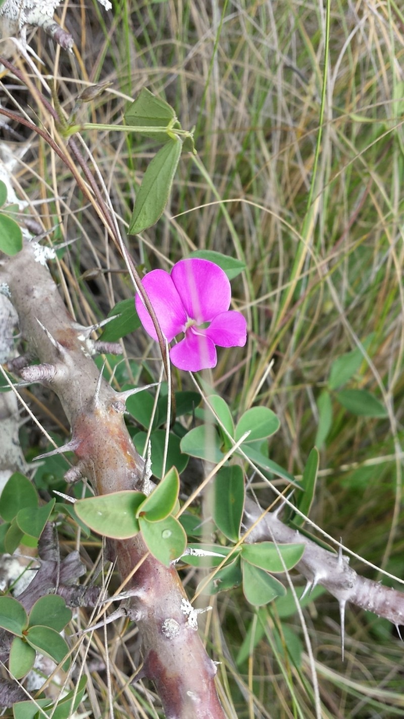Vigna microsperma