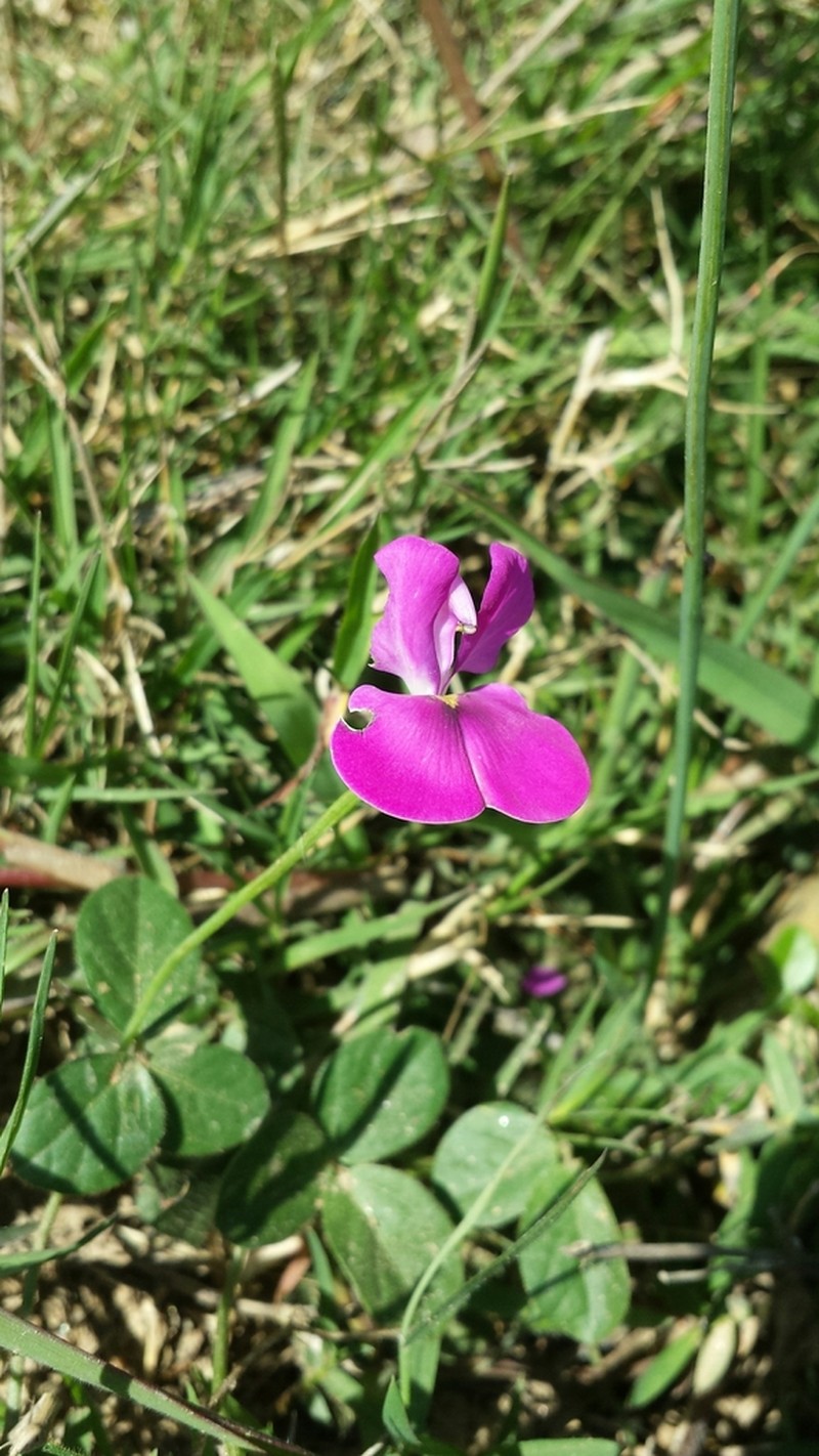 Vigna microsperma photo 2