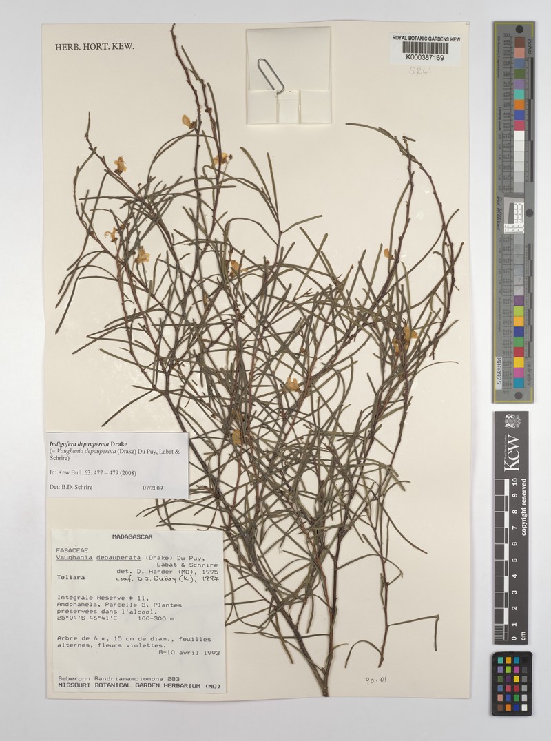Vigna microsperma photo 4
