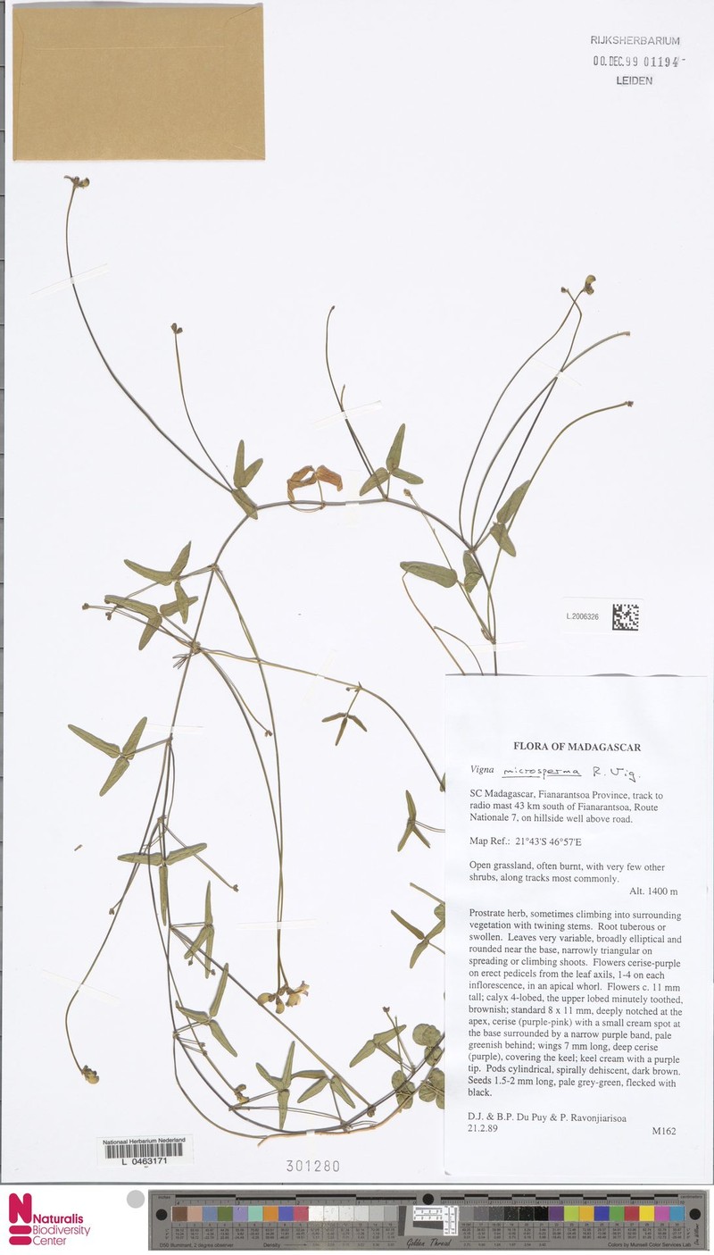 Vigna microsperma photo 5