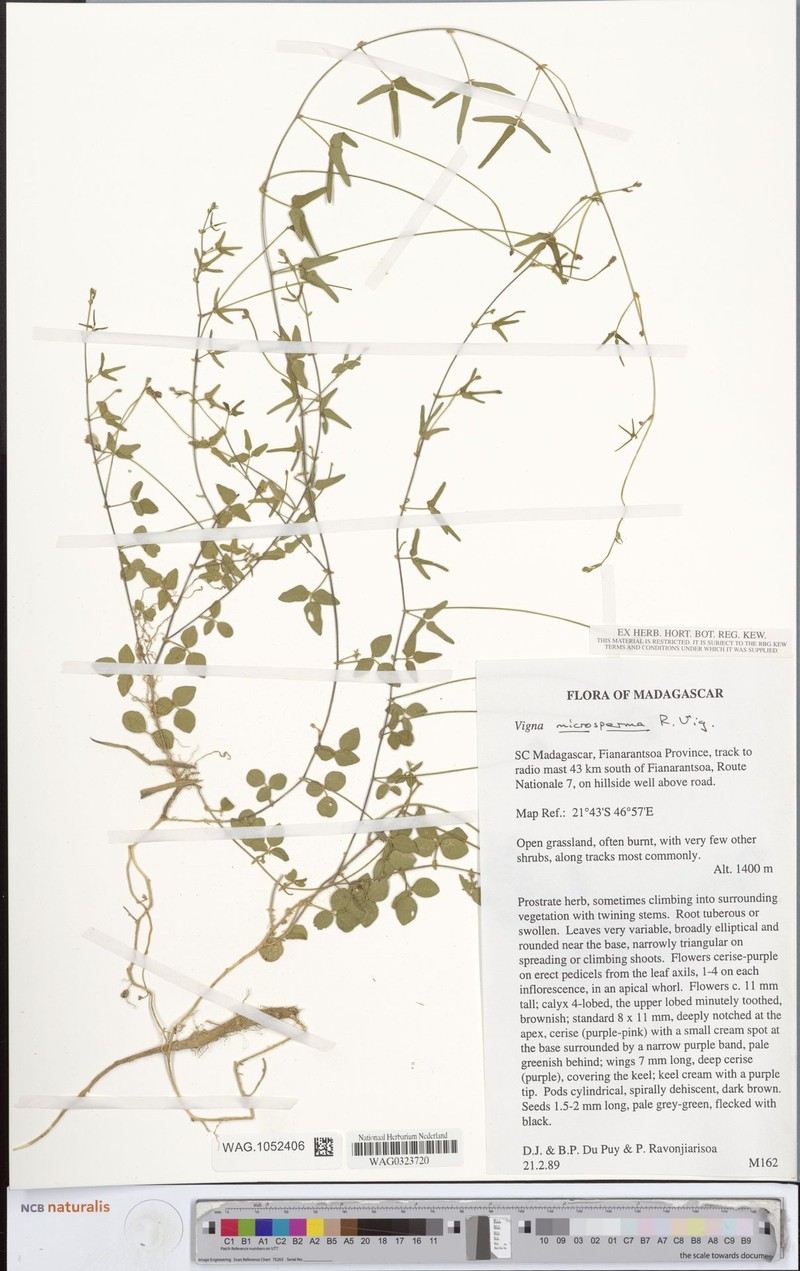 Vigna microsperma photo 6