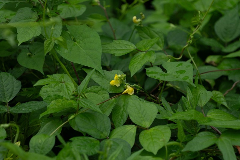 Cowpea photo 2