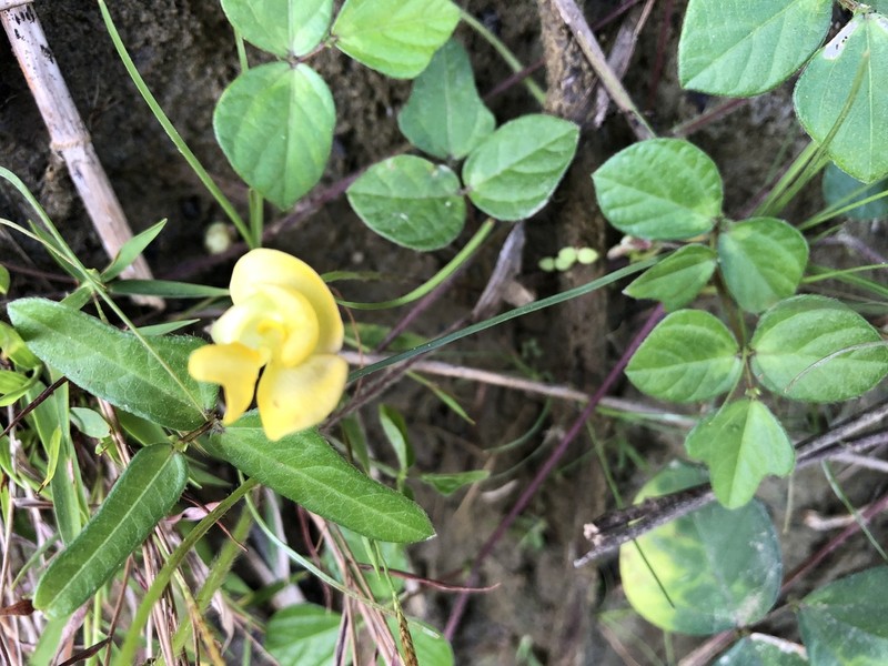 Cowpea photo 4