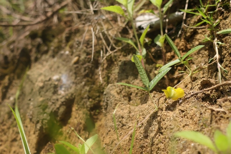Cowpea photo 5