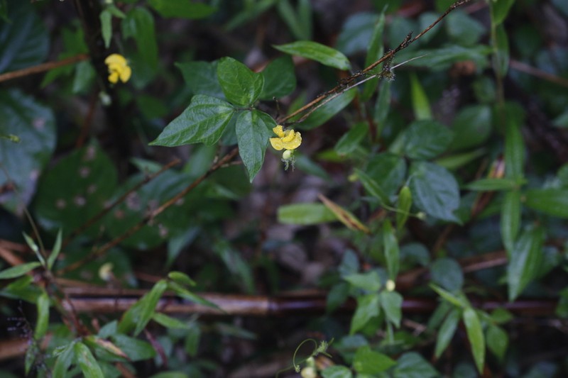 Cowpea photo 7