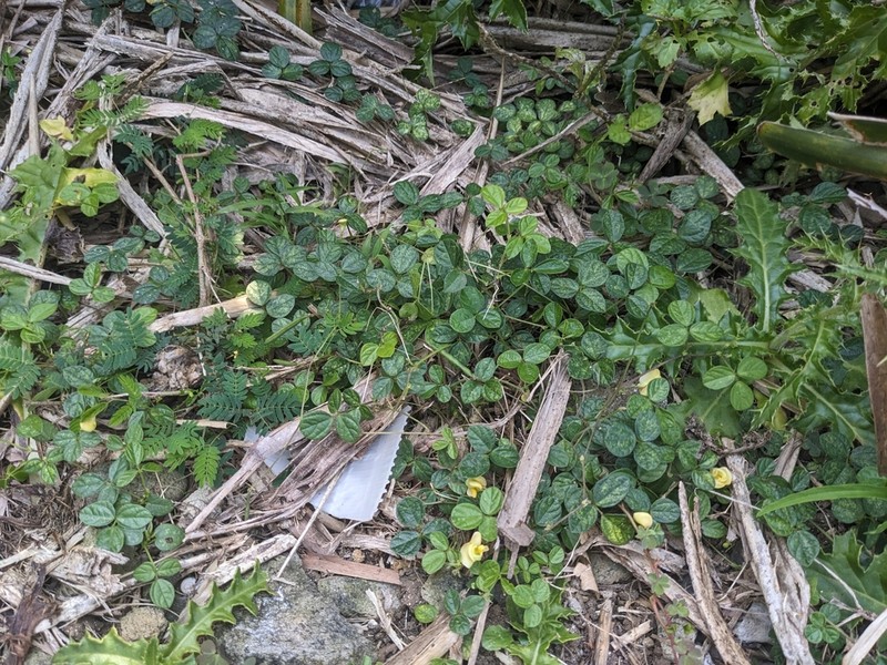 Cowpea photo 8