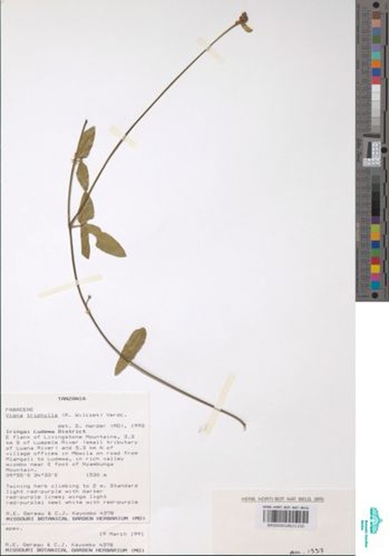 Vigna monophylla