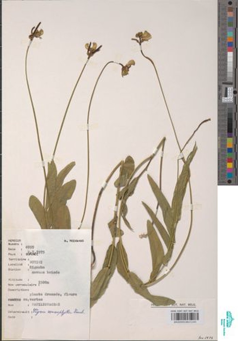 Vigna monophylla photo 2