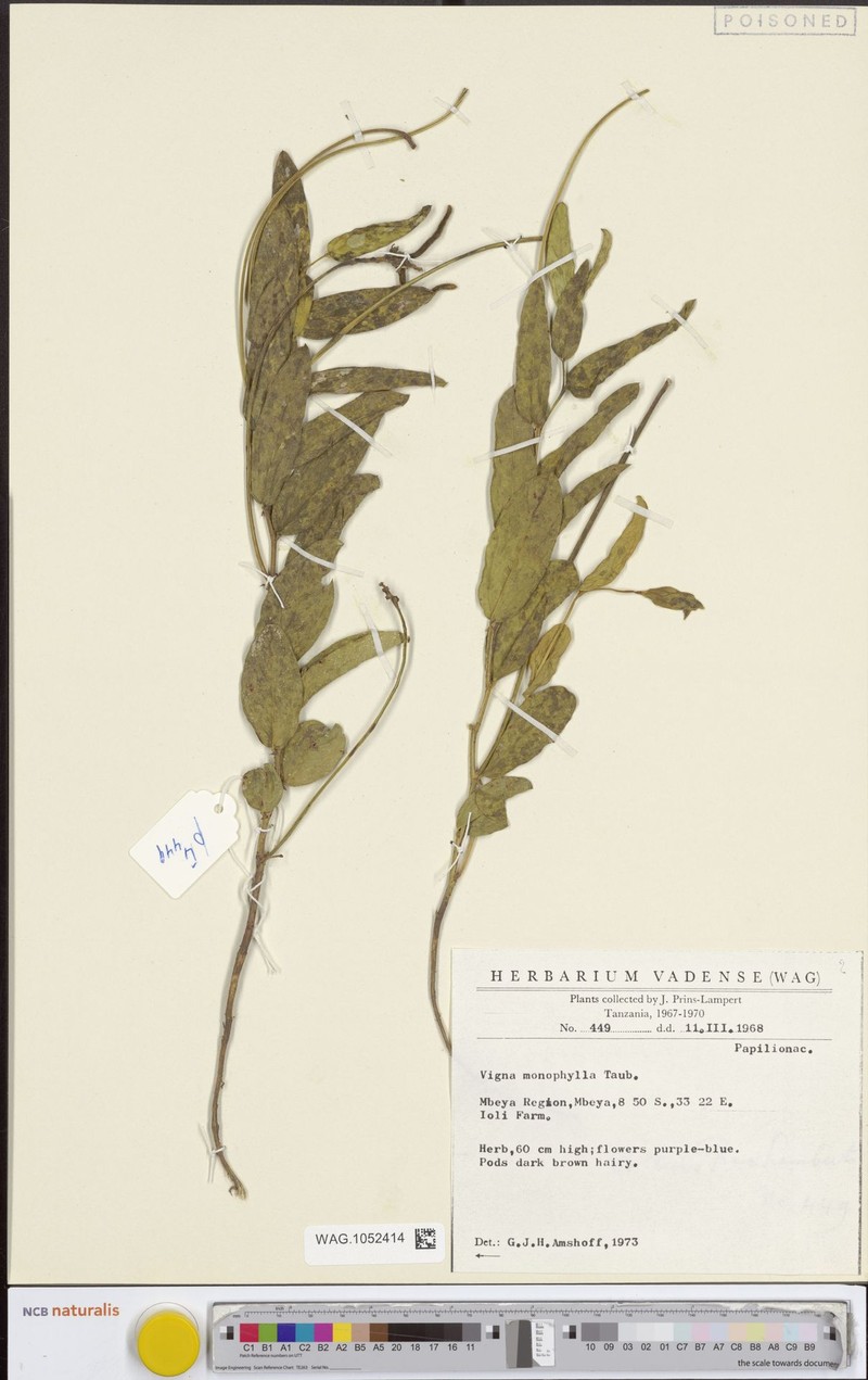 Vigna monophylla photo 4
