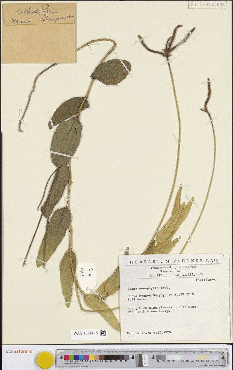 Vigna monophylla photo 5