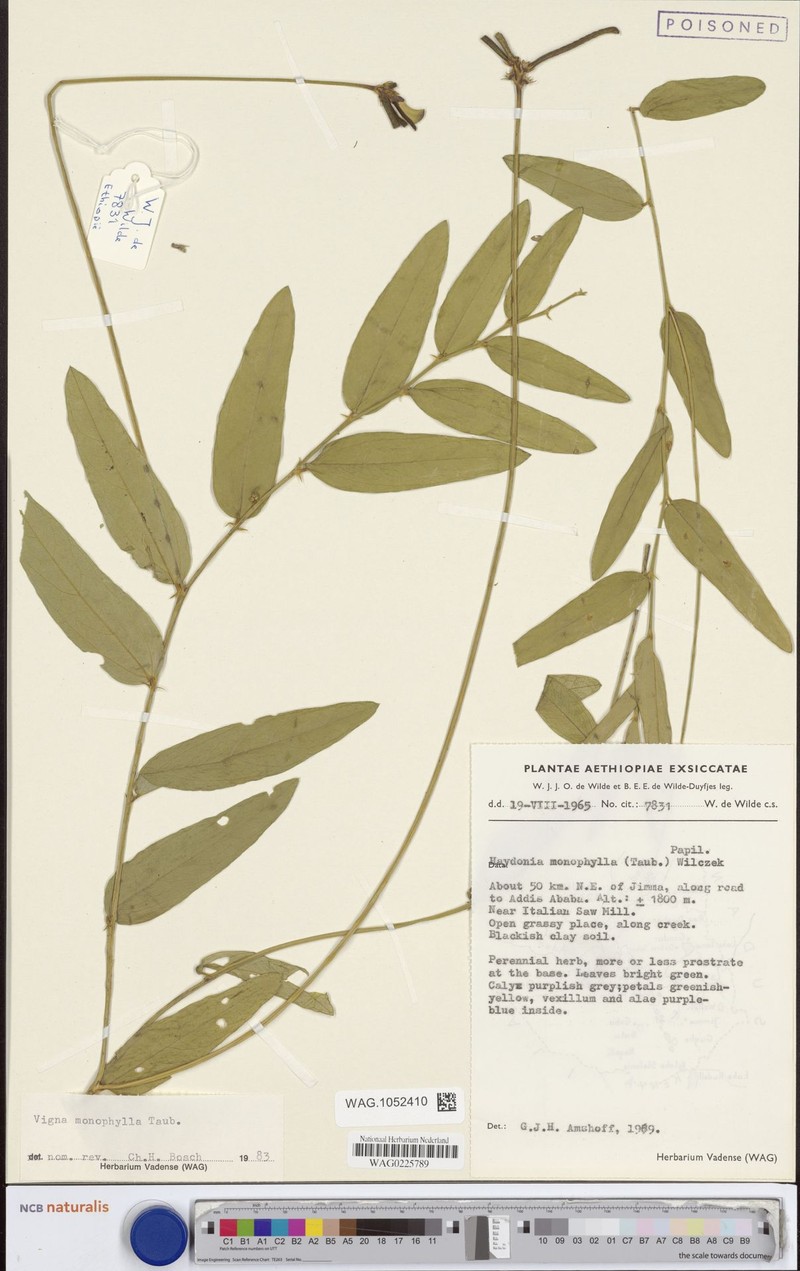 Vigna monophylla photo 6
