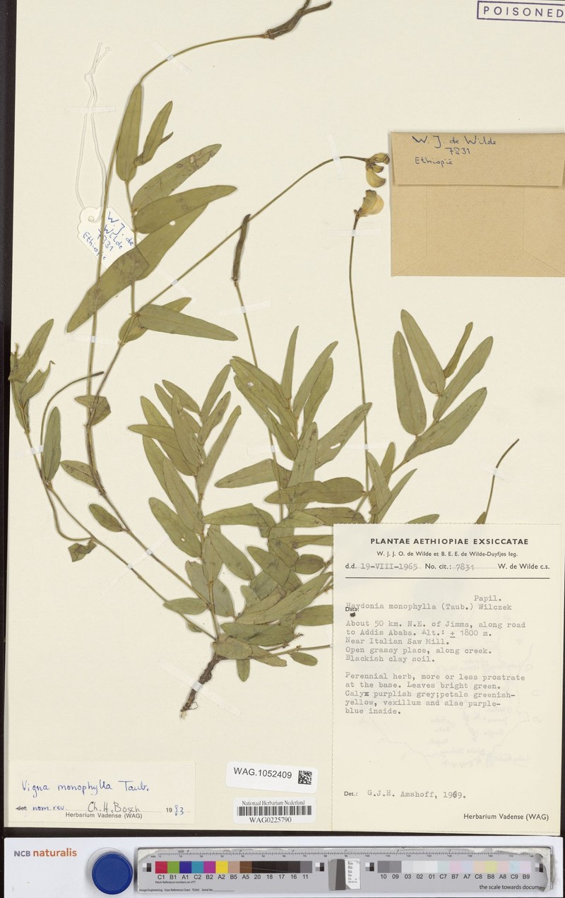 Vigna monophylla photo 7
