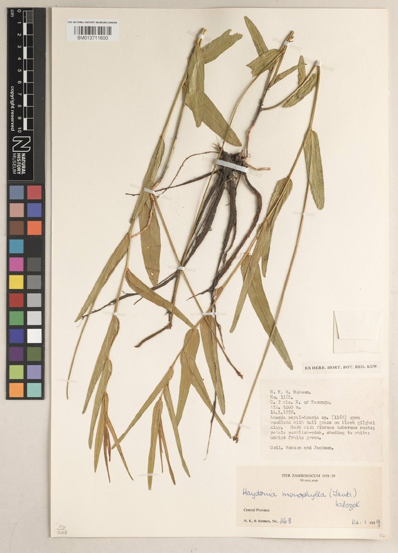 Vigna monophylla photo 8