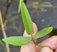 Vigna multinervis