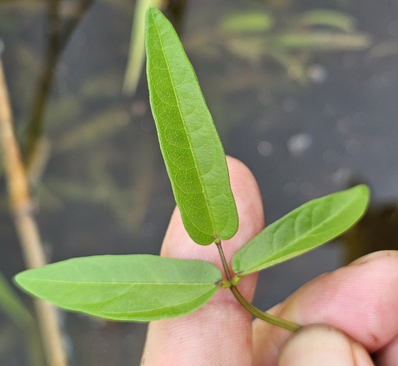 Vigna multinervis