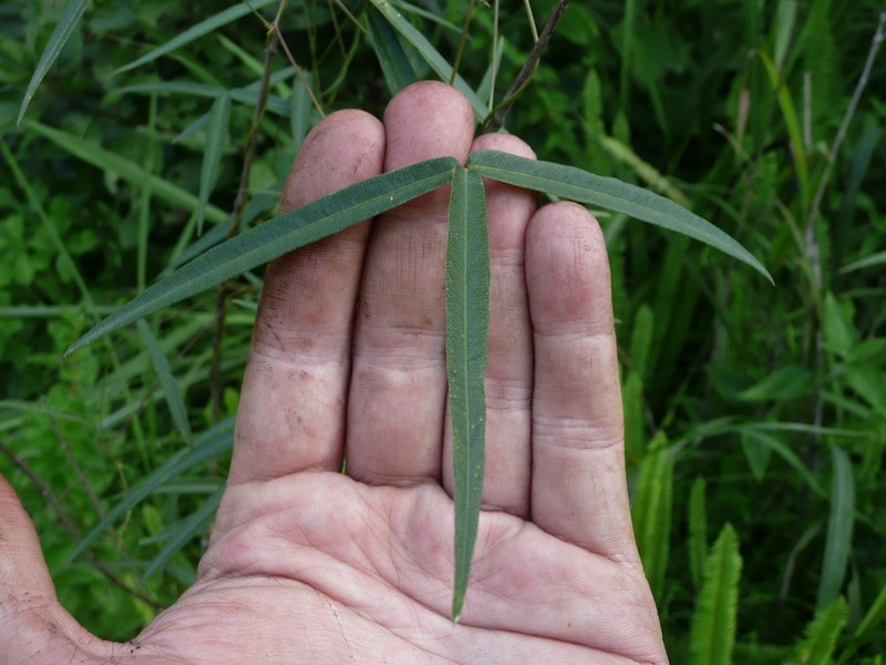 Vigna multinervis photo 3