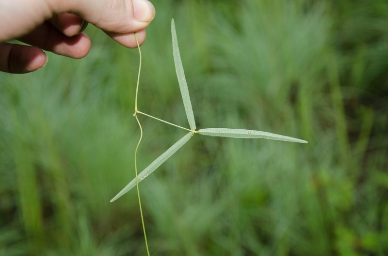 Vigna multinervis photo 5