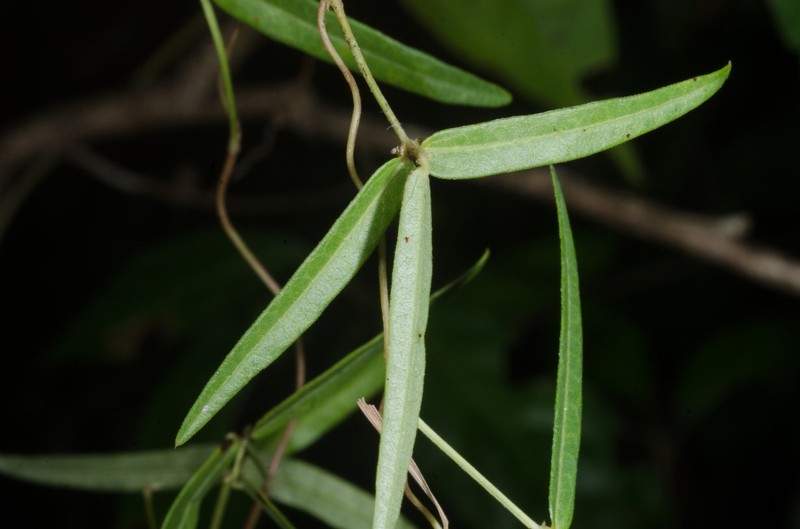 Vigna multinervis photo 6