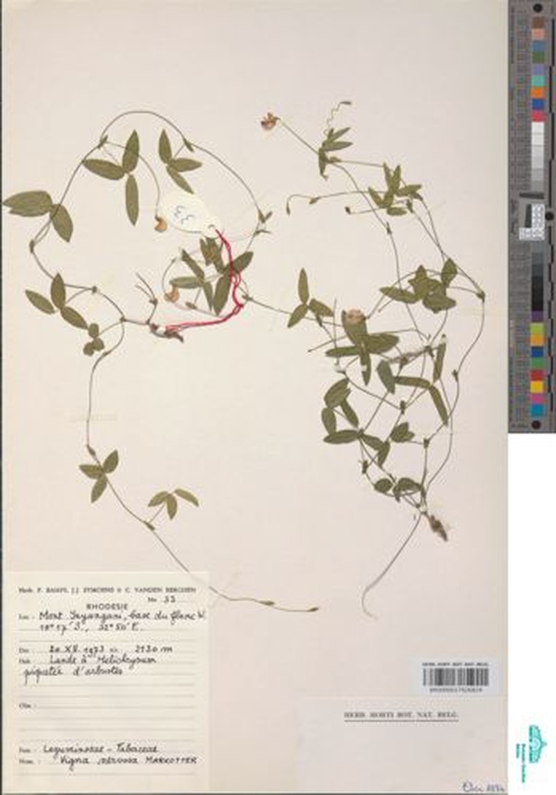 Vigna nervosa
