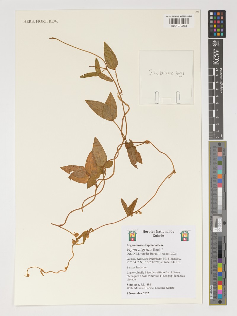 Vigna nigritia